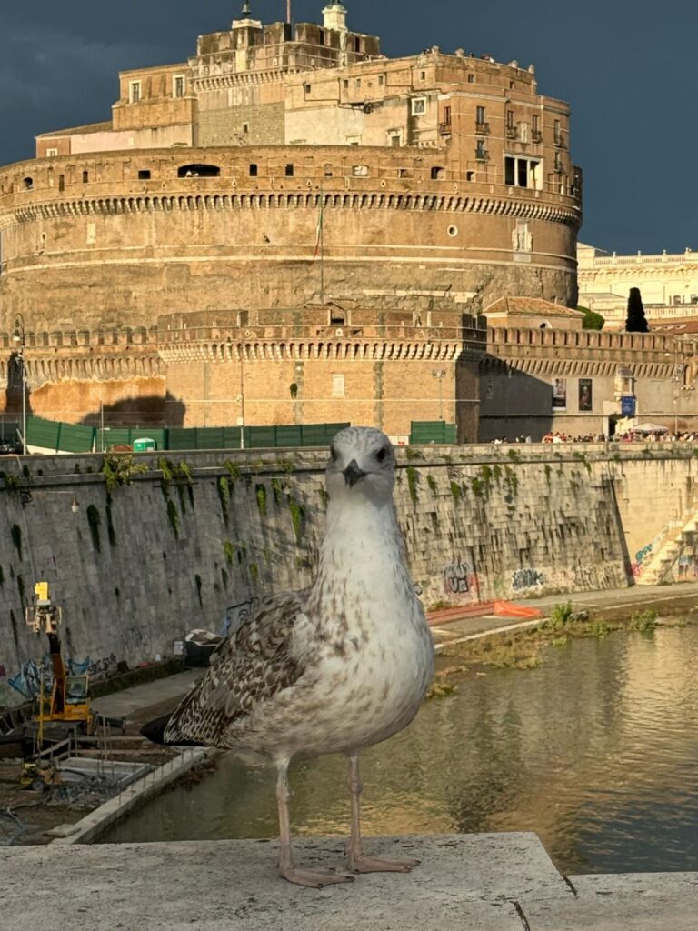 Conoce Italia